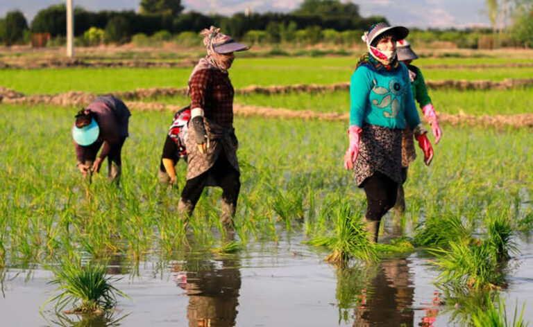 سامه ابتهاج